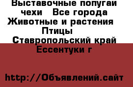 Выставочные попугаи чехи - Все города Животные и растения » Птицы   . Ставропольский край,Ессентуки г.